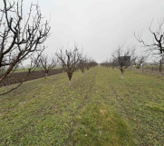 SrbijaOglasi - Plac Ugrinovci centar, 110 ari + voćnjak  