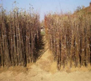 RASADNIK NASTIC SAŠE prodaja voćnih sadnica za prolećnu sadnju  