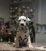 Dalmatinski pas, vrhunski štenci 