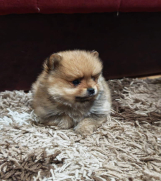 Štenci pomeranskog špica prelepog krzna preuzimanje.  Za više informacija i fotografija kontakt na Viber, What 