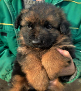 Nemački ovčar štenci  