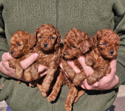 Najmanje pudle, od najlepsih roditelja u Evropi samo u Pom_Hash_Starsu 