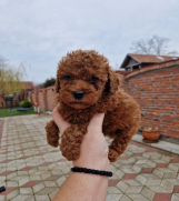 SrbijaOglasi - Crvene pudle toy, od oba roditelja u mom vlasnistvu  