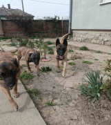 Belgijski ovčar MALINOA štenci   