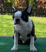 Dostupno muško štene Boston terijera  