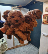 Na prodaju štenci patuljaste pudle .   