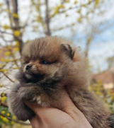 Stenci pomeranca prelepog krzna i izuzetno sitne građe . 