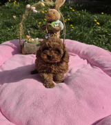 Toy pudle nove bebice  