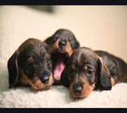 Na prodaju štenci rase oštrodlaki jazavičar - kunićar   