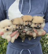 Najlepsi Pomeranci Boo    