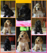 Engleski koker španijel Stenci vrhunskog kvaliteta i porekla 