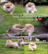 Štenci pomeranaca vrhunskog, šampionskog  porekla  