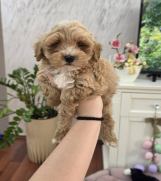 Maltipoo stenci spremni su za preuzimanje  