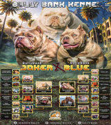 SrbijaOglasi - American Bully Ženka je stara 15 meseci 