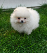 SrbijaOglasi - Pomeranski spic  