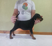 SrbijaOglasi - Vrhunski Doberman štenci 6 nedelja stari   