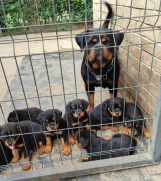 Prelepa štenad Rotvajlera, 2 meseca starosti 