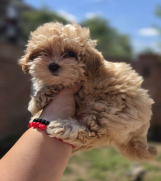 SrbijaOglasi - Maltipoo bebe  